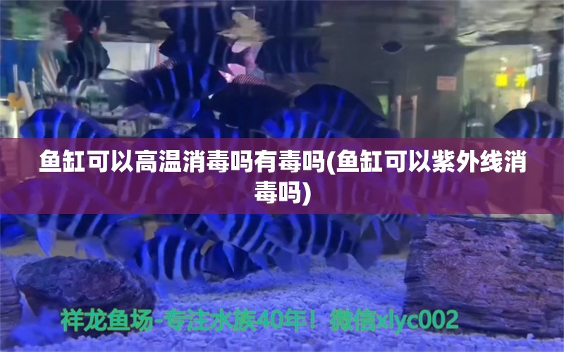 鱼缸可以高温消毒吗有毒吗(鱼缸可以紫外线消毒吗)