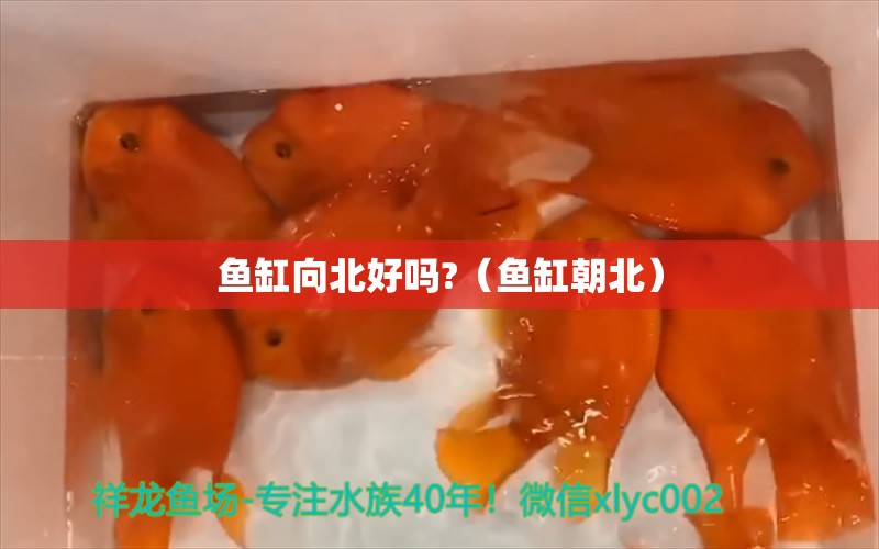 鱼缸向北好吗?（鱼缸朝北）