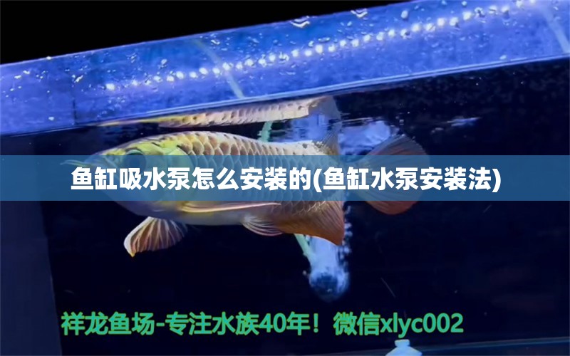 鱼缸吸水泵怎么安装的(鱼缸水泵安装法) 鱼缸水泵