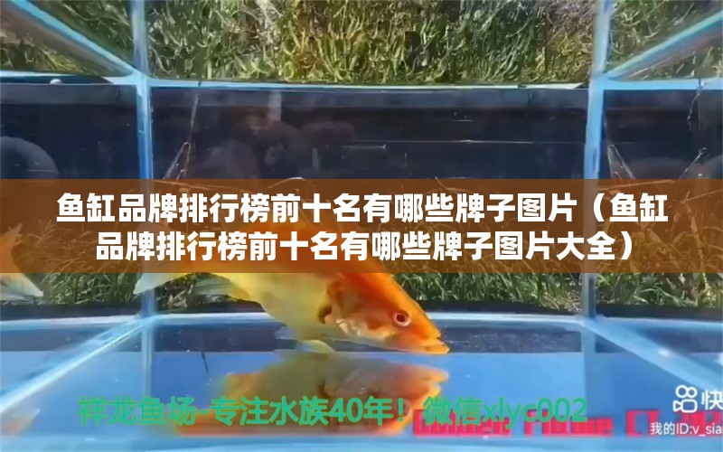 鱼缸品牌排行榜前十名有哪些牌子图片（鱼缸品牌排行榜前十名有哪些牌子图片大全）