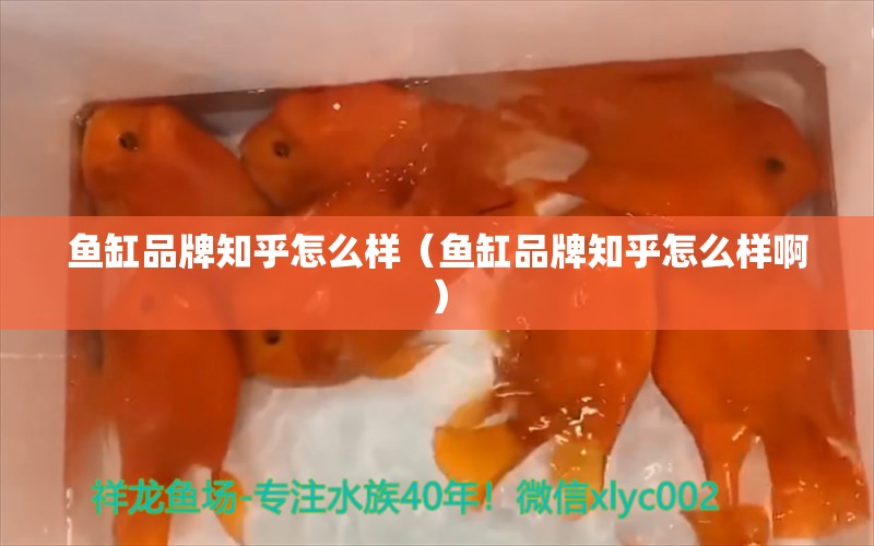 鱼缸品牌知乎怎么样（鱼缸品牌知乎怎么样啊） 其他品牌鱼缸