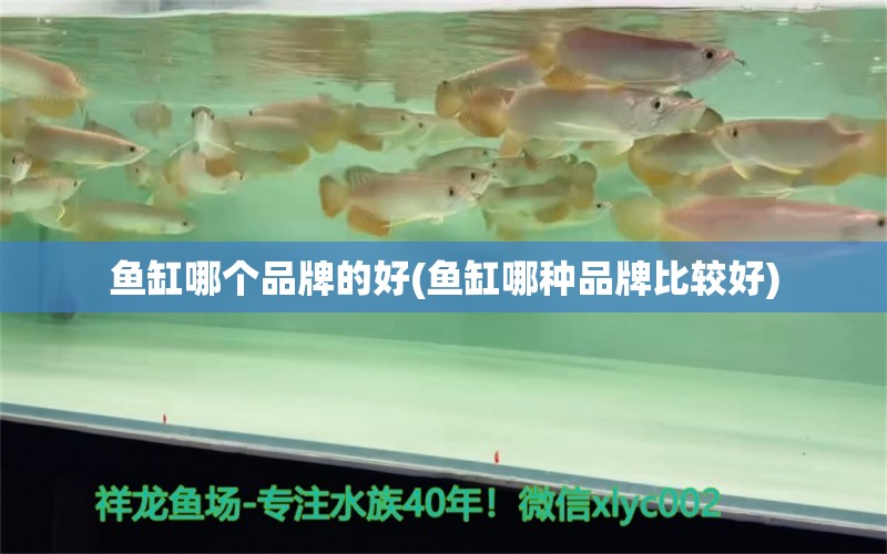 鱼缸哪个品牌的好(鱼缸哪种品牌比较好) 观赏鱼批发 第1张