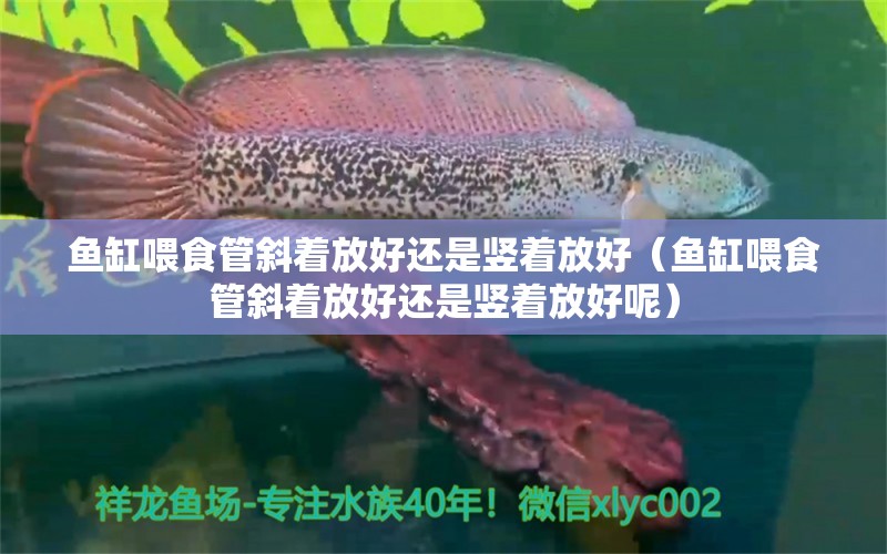 鱼缸喂食管斜着放好还是竖着放好（鱼缸喂食管斜着放好还是竖着放好呢）