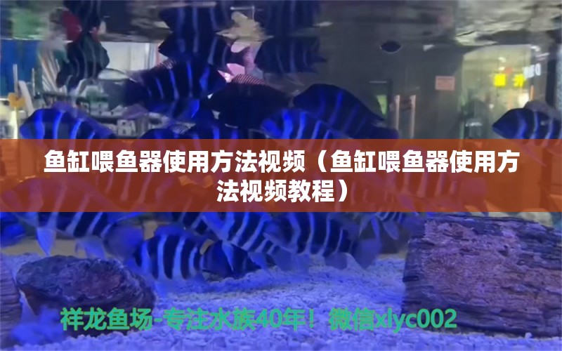 鱼缸喂鱼器使用方法视频（鱼缸喂鱼器使用方法视频教程）