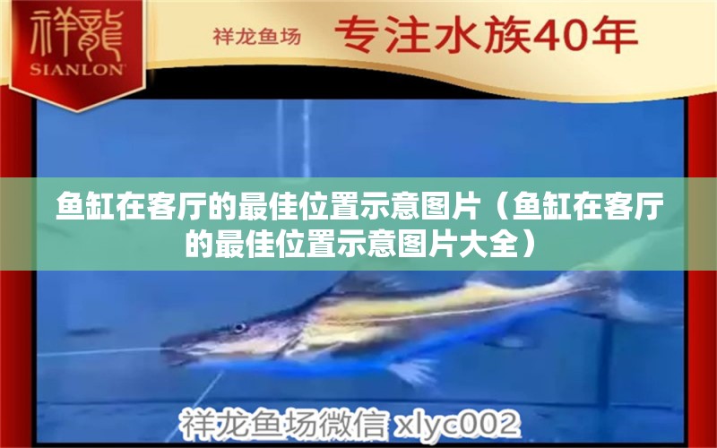 鱼缸在客厅的最佳位置示意图片（鱼缸在客厅的最佳位置示意图片大全） 熊猫异形鱼L46