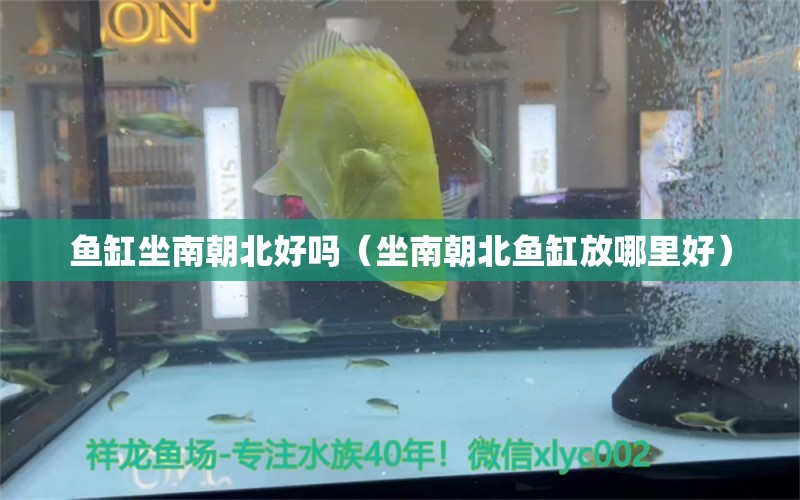 鱼缸坐南朝北好吗（坐南朝北鱼缸放哪里好） 祥龙水族医院