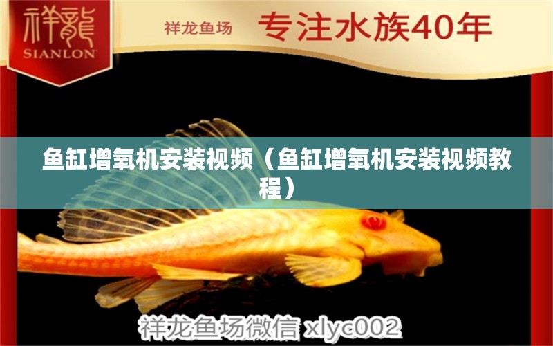 鱼缸增氧机安装视频（鱼缸增氧机安装视频教程） 祥龙水族医院