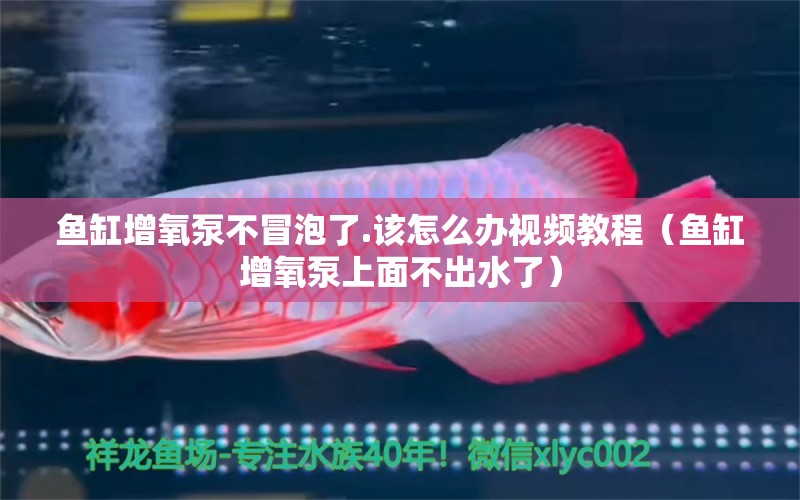 鱼缸增氧泵不冒泡了.该怎么办视频教程（鱼缸增氧泵上面不出水了） 广州观赏鱼批发市场