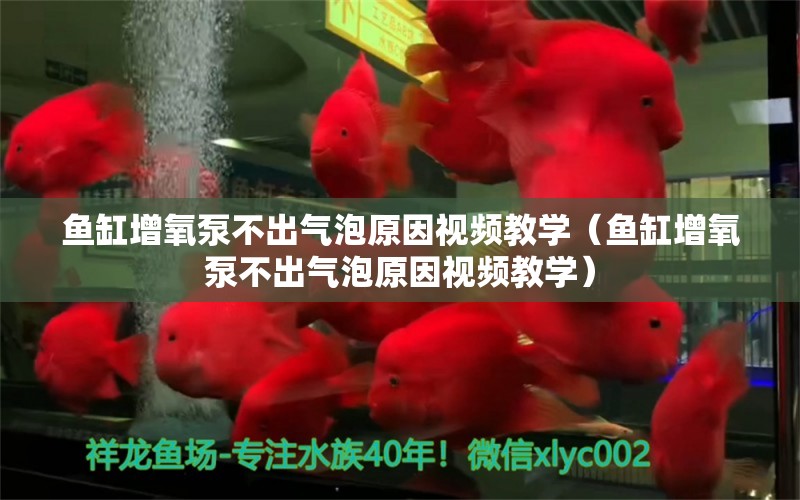 鱼缸增氧泵不出气泡原因视频教学（鱼缸增氧泵不出气泡原因视频教学）