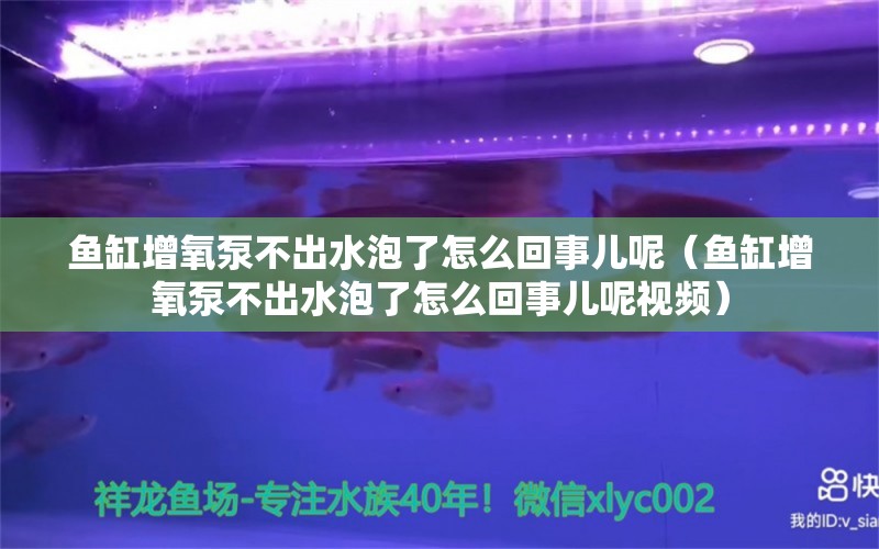 鱼缸增氧泵不出水泡了怎么回事儿呢（鱼缸增氧泵不出水泡了怎么回事儿呢视频） 祥龙水族医院