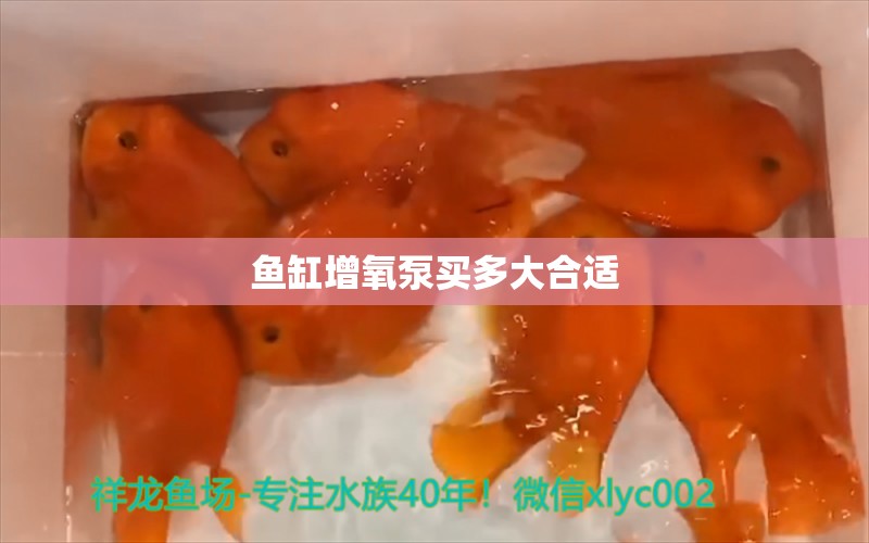 鱼缸增氧泵买多大合适 祥龙鱼场