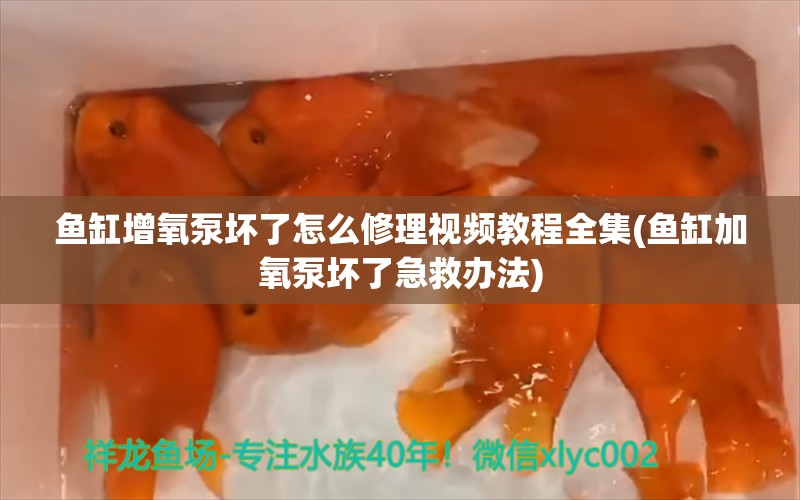 鱼缸增氧泵坏了怎么修理视频教程全集(鱼缸加氧泵坏了急救办法)