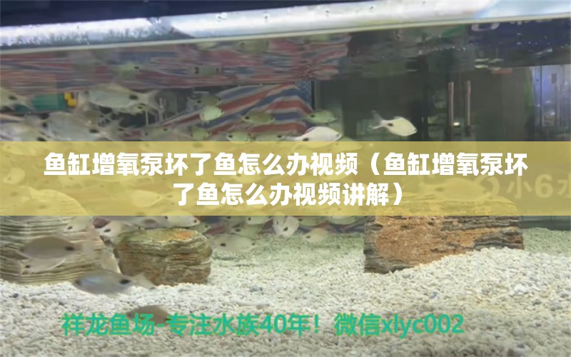 鱼缸增氧泵坏了鱼怎么办视频（鱼缸增氧泵坏了鱼怎么办视频讲解）