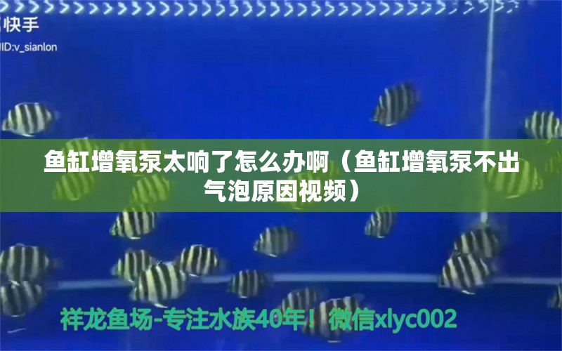 鱼缸增氧泵太响了怎么办啊（鱼缸增氧泵不出气泡原因视频） 泰国虎鱼（泰虎）