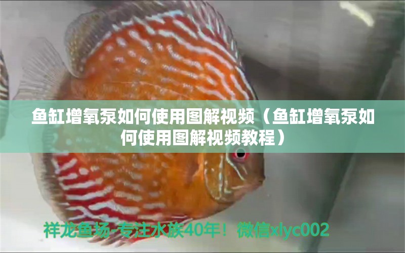 鱼缸增氧泵如何使用图解视频（鱼缸增氧泵如何使用图解视频教程） 观赏鱼市场（混养鱼）