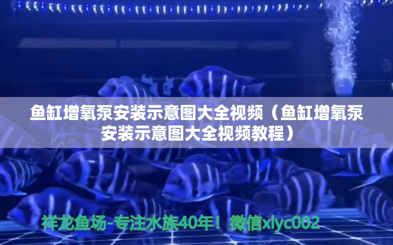 鱼缸增氧泵安装示意图大全视频（鱼缸增氧泵安装示意图大全视频教程） 白子银版鱼