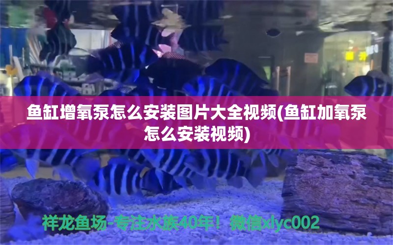 鱼缸增氧泵怎么安装图片大全视频(鱼缸加氧泵怎么安装视频)