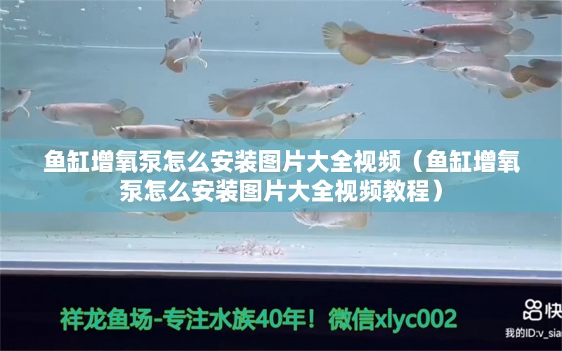 鱼缸增氧泵怎么安装图片大全视频（鱼缸增氧泵怎么安装图片大全视频教程） 观赏鱼市场（混养鱼）