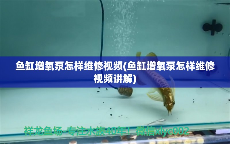 鱼缸增氧泵怎样维修视频(鱼缸增氧泵怎样维修视频讲解)