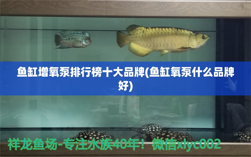 鱼缸增氧泵排行榜十大品牌(鱼缸氧泵什么品牌好)