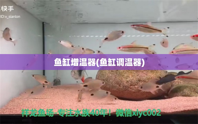 鱼缸增温器(鱼缸调温器) 水族用品 第1张