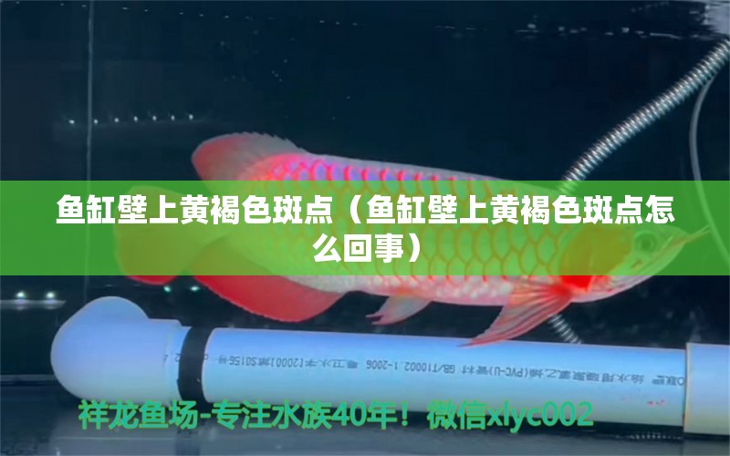 鱼缸壁上黄褐色斑点（鱼缸壁上黄褐色斑点怎么回事） 观赏鱼水族批发市场