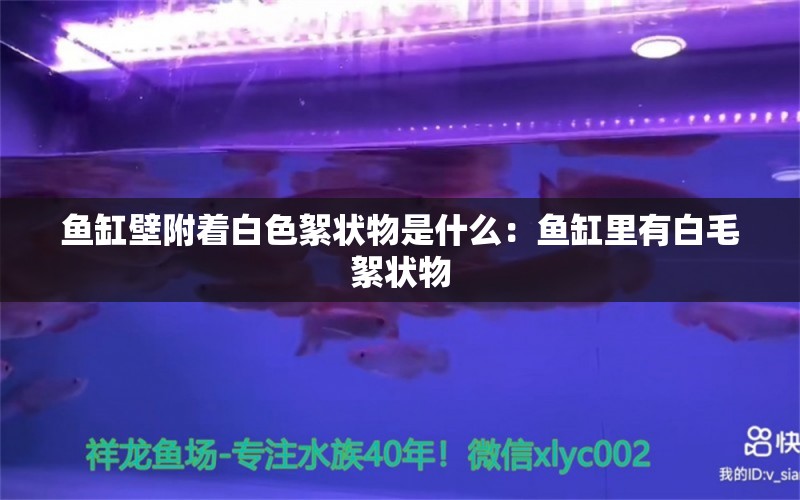 鱼缸壁附着白色絮状物是什么：鱼缸里有白毛絮状物 观赏鱼市场 第2张