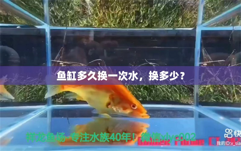 鱼缸多久换一次水，换多少？ 养鱼知识