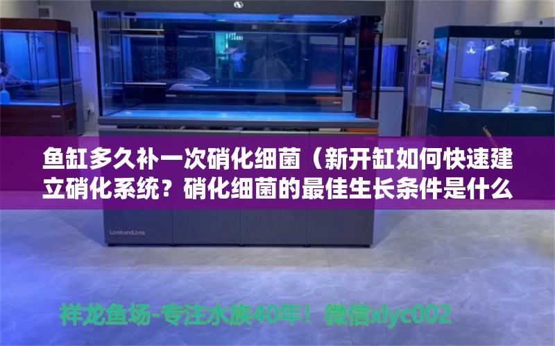 鱼缸多久补一次硝化细菌（新开缸如何快速建立硝化系统？硝化细菌的最佳生长条件是什么？） 鱼缸百科 第2张