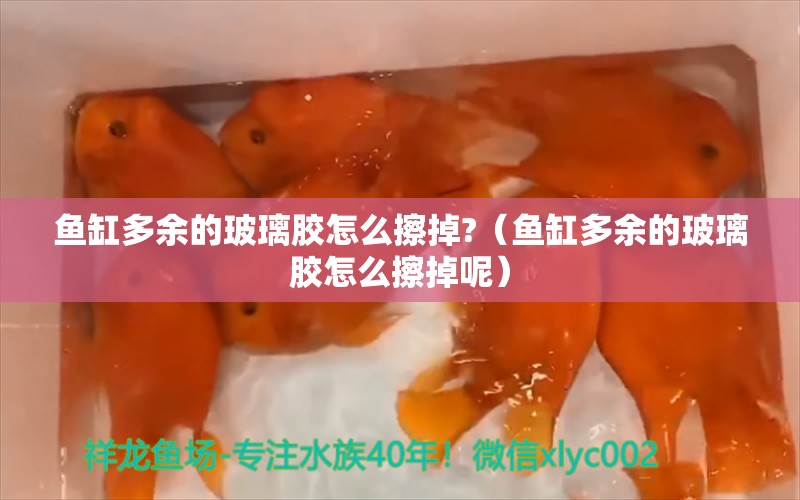 鱼缸多余的玻璃胶怎么擦掉?（鱼缸多余的玻璃胶怎么擦掉呢） 飞凤鱼苗