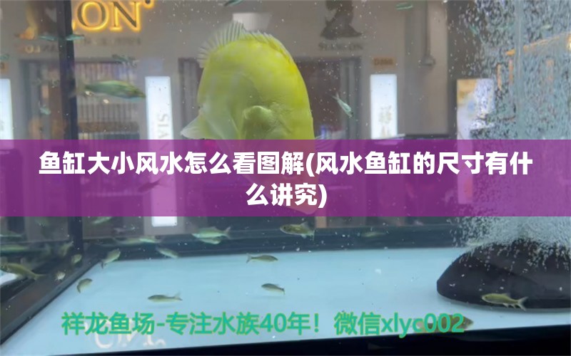 鱼缸大小风水怎么看图解(风水鱼缸的尺寸有什么讲究) 鱼缸风水 第1张