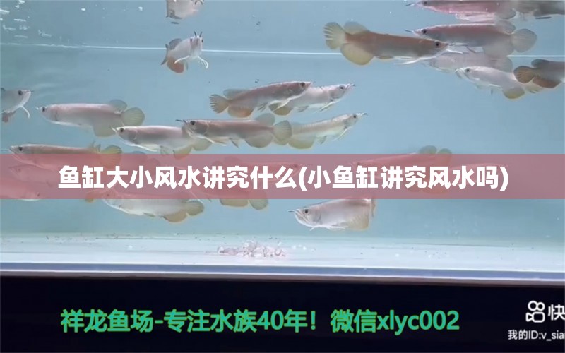 鱼缸大小风水讲究什么(小鱼缸讲究风水吗) 鱼缸风水 第1张