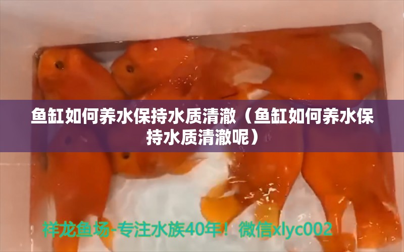 鱼缸如何养水保持水质清澈（鱼缸如何养水保持水质清澈呢）