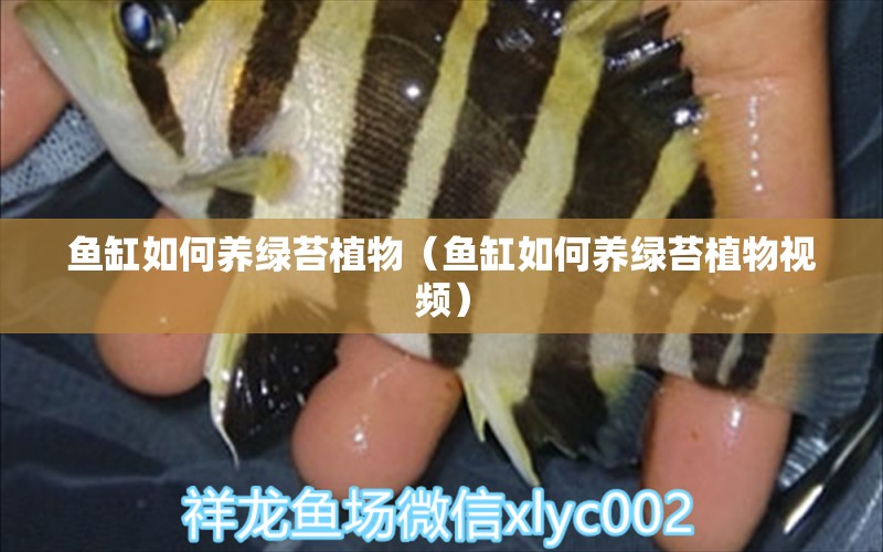 鱼缸如何养绿苔植物（鱼缸如何养绿苔植物视频） 祥龙水族医院