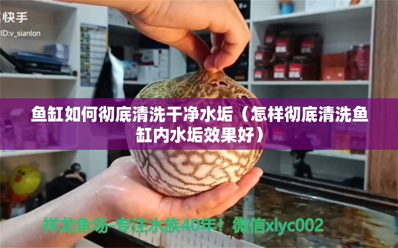 鱼缸如何彻底清洗干净水垢（怎样彻底清洗鱼缸内水垢效果好）