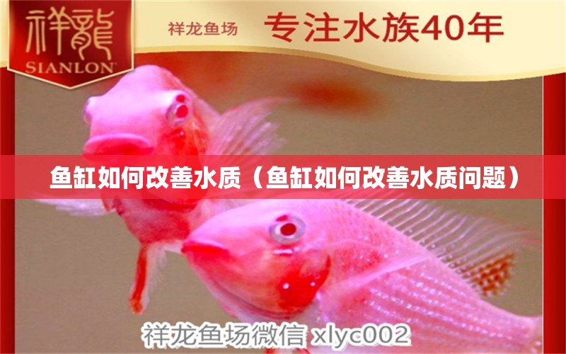 鱼缸如何改善水质（鱼缸如何改善水质问题） 祥龙水族医院