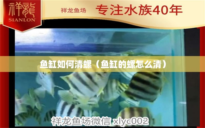 鱼缸如何清螺（鱼缸的螺怎么清） 祥龙水族医院