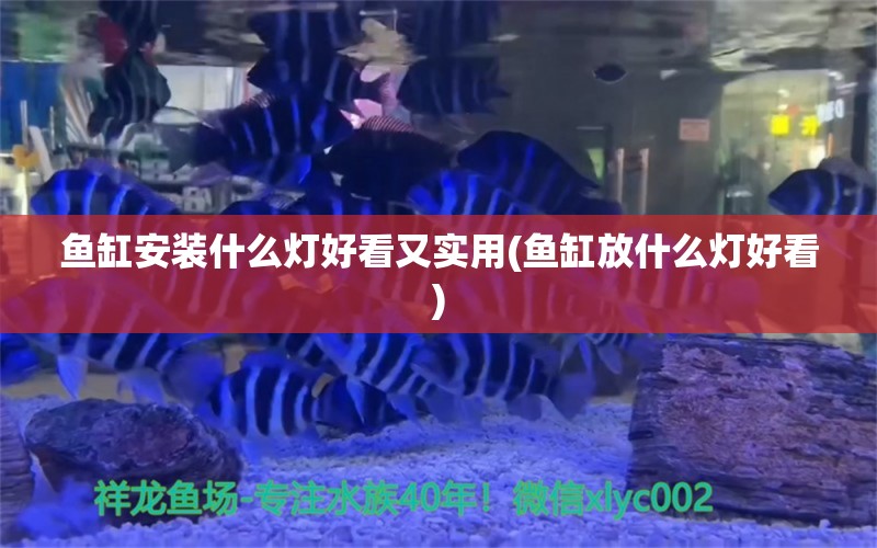 鱼缸安装什么灯好看又实用(鱼缸放什么灯好看) 养鱼知识 第1张