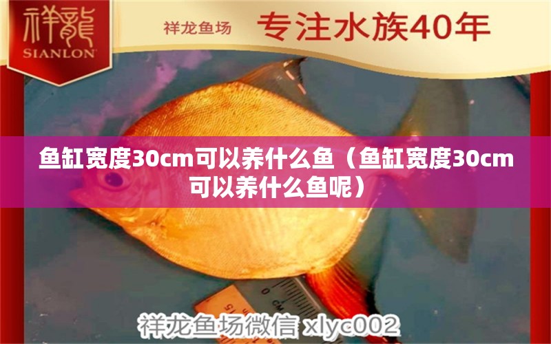 鱼缸宽度30cm可以养什么鱼（鱼缸宽度30cm可以养什么鱼呢）