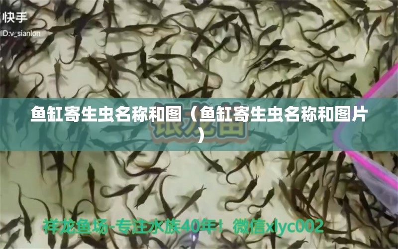 鱼缸寄生虫名称和图（鱼缸寄生虫名称和图片） 龙鱼疾病与治疗