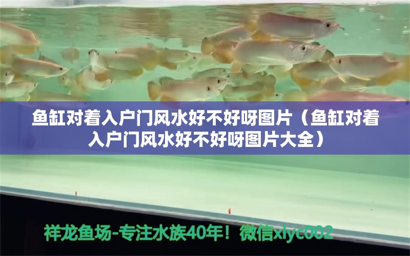 鱼缸对着入户门风水好不好呀图片（鱼缸对着入户门风水好不好呀图片大全） 鱼缸风水