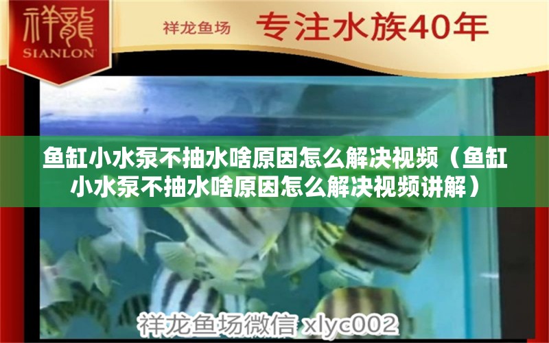 鱼缸小水泵不抽水啥原因怎么解决视频（鱼缸小水泵不抽水啥原因怎么解决视频讲解）