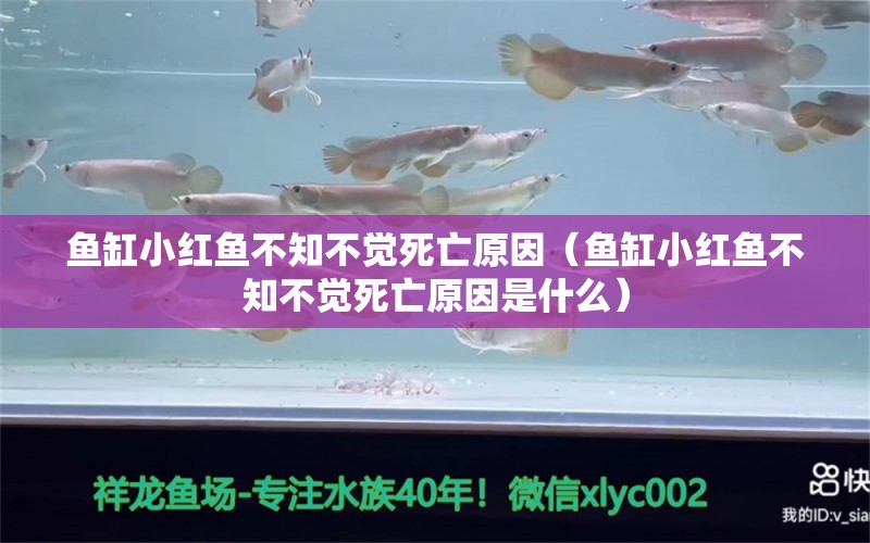 鱼缸小红鱼不知不觉死亡原因（鱼缸小红鱼不知不觉死亡原因是什么）