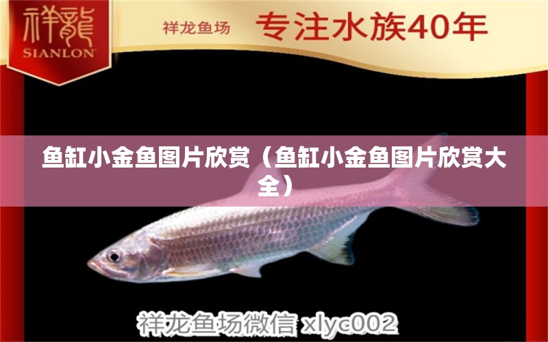 鱼缸小金鱼图片欣赏（鱼缸小金鱼图片欣赏大全） 祥龙水族医院