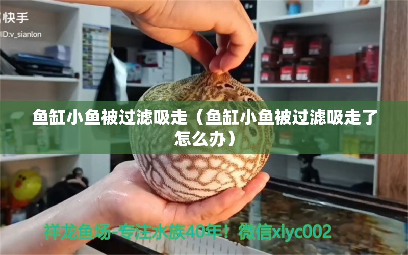 鱼缸小鱼被过滤吸走（鱼缸小鱼被过滤吸走了怎么办） 祥龙水族医院