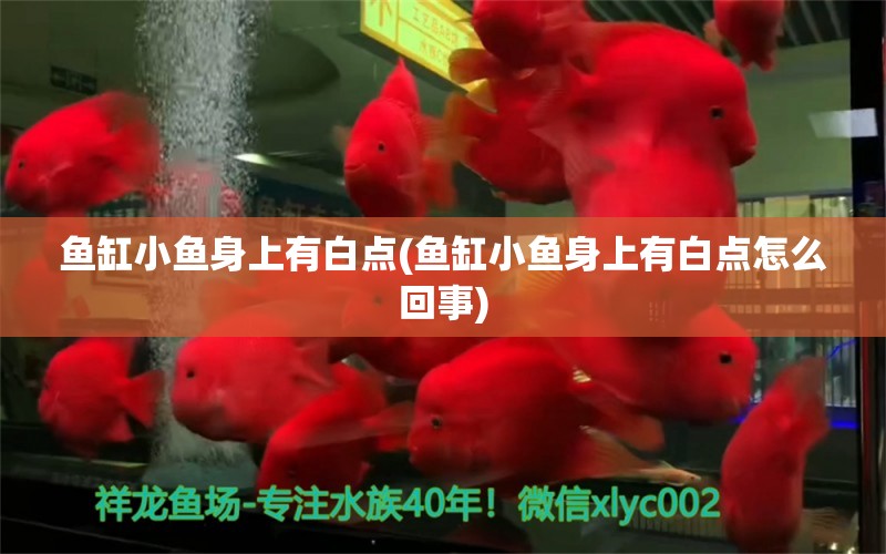 鱼缸小鱼身上有白点(鱼缸小鱼身上有白点怎么回事) 祥龙水族护理水 第1张