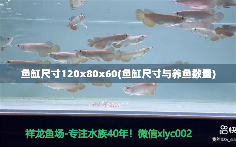 鱼缸尺寸120x80x60(鱼缸尺寸与养鱼数量) 魟鱼百科