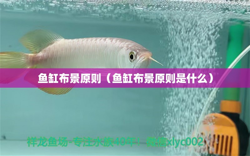 鱼缸布景原则（鱼缸布景原则是什么） 祥龙水族医院