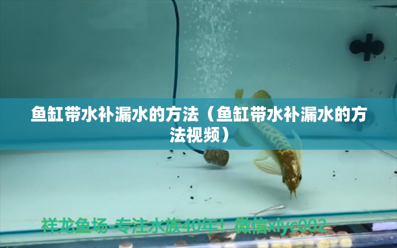 鱼缸带水补漏水的方法（鱼缸带水补漏水的方法视频） 祥龙水族医院