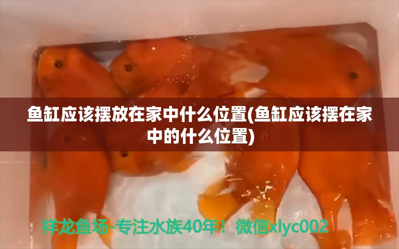 鱼缸应该摆放在家中什么位置(鱼缸应该摆在家中的什么位置) 福满钻鱼 第1张